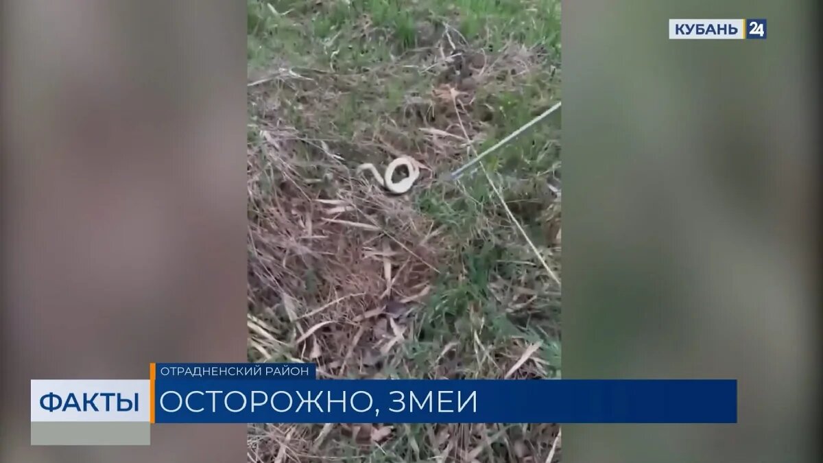    Скриншот видео телеканала «Кубань 24»