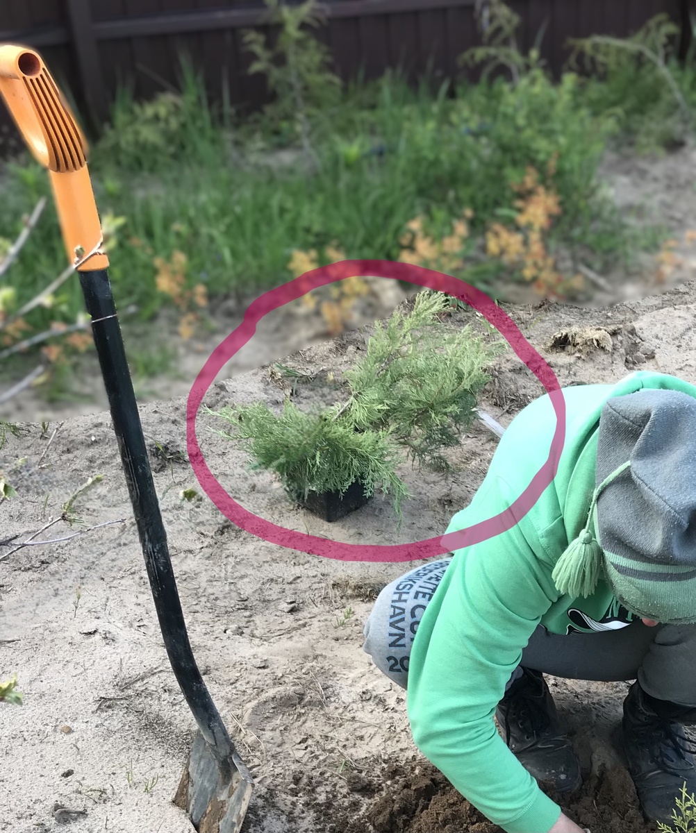 20 мая 2022 купленный можжевельник ждет посадки