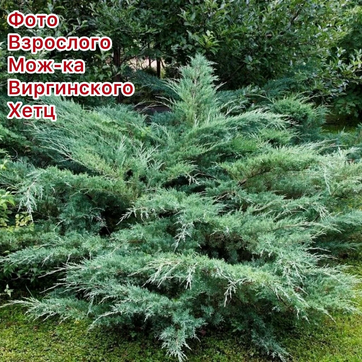 взрослый кустот можжевельника