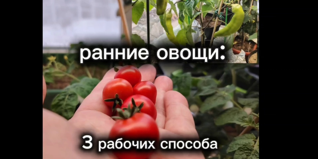 Как я получаю ранние овощи в Сибири: 3 проверенных способа