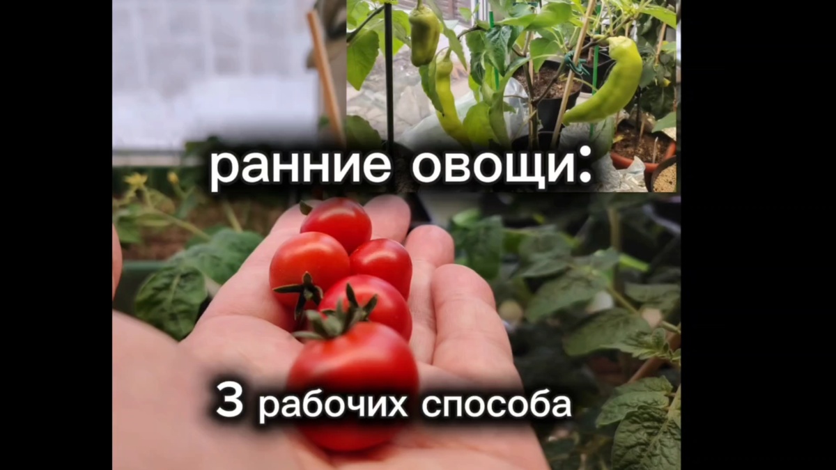 Закладываем ранний урожай