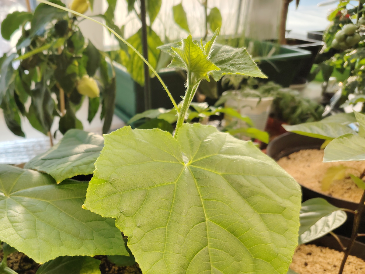 Рассада огурцов дома в 10 литрах