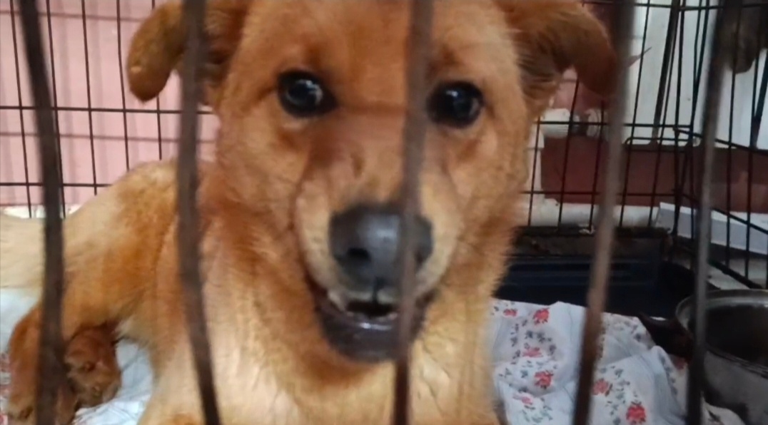 Пёсик, который умеет говорить .