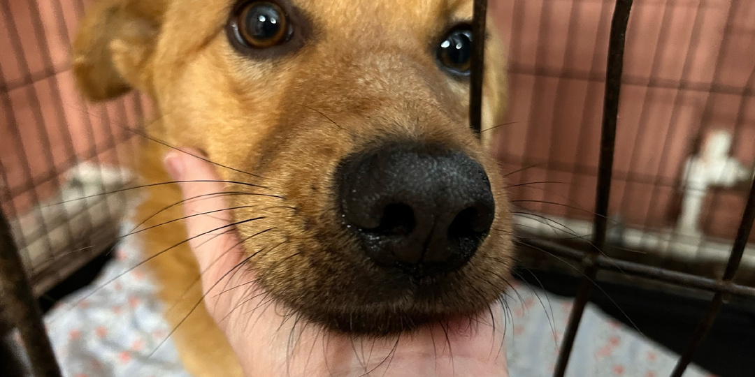 Сердце плачет, когда проходишь мимо клетки Степана