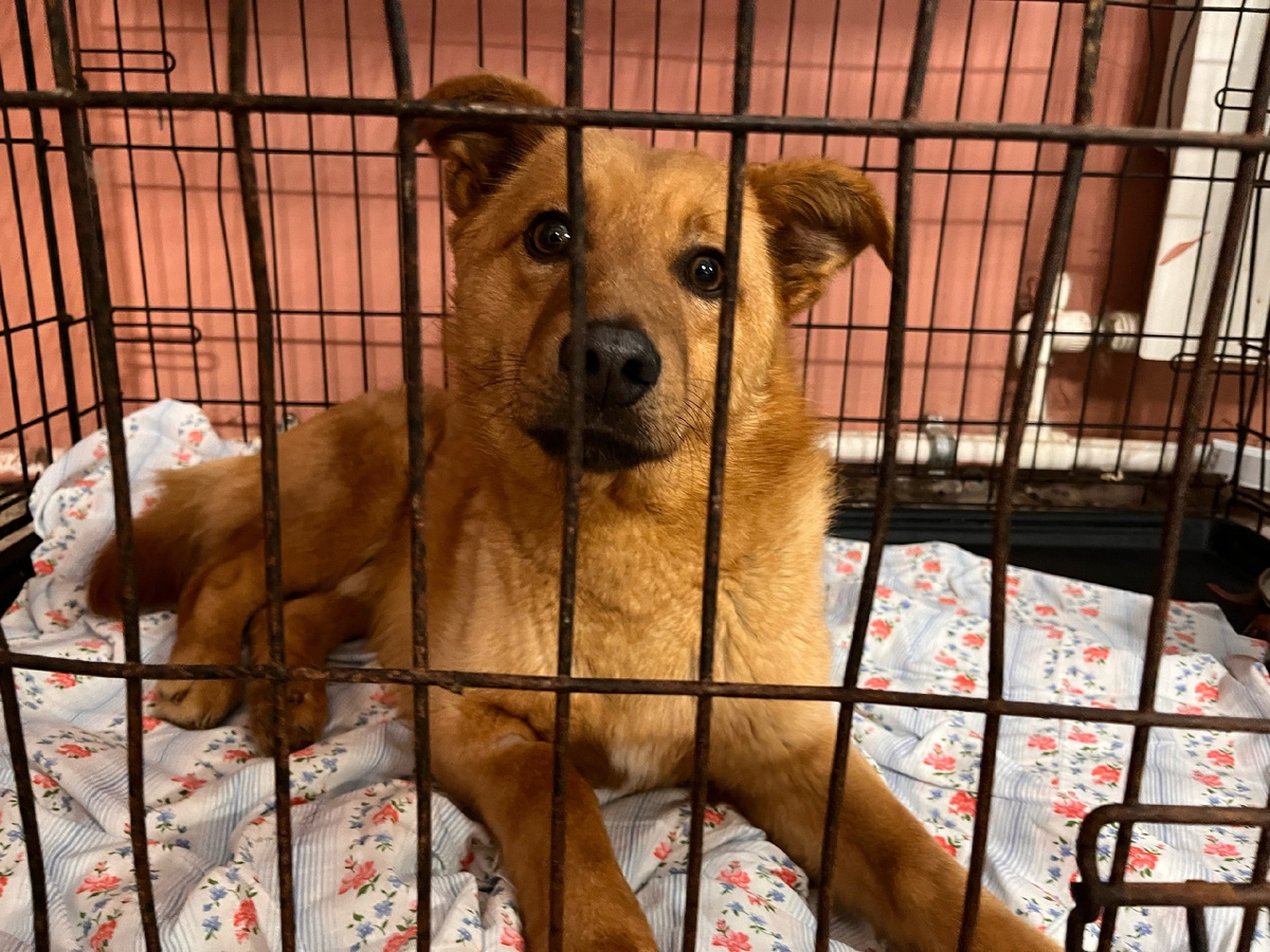 Молоденький совсем  пёс подросток 