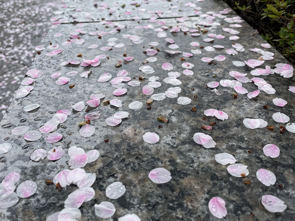 Лепестки опадающей сакуры Сомэй Ёсино