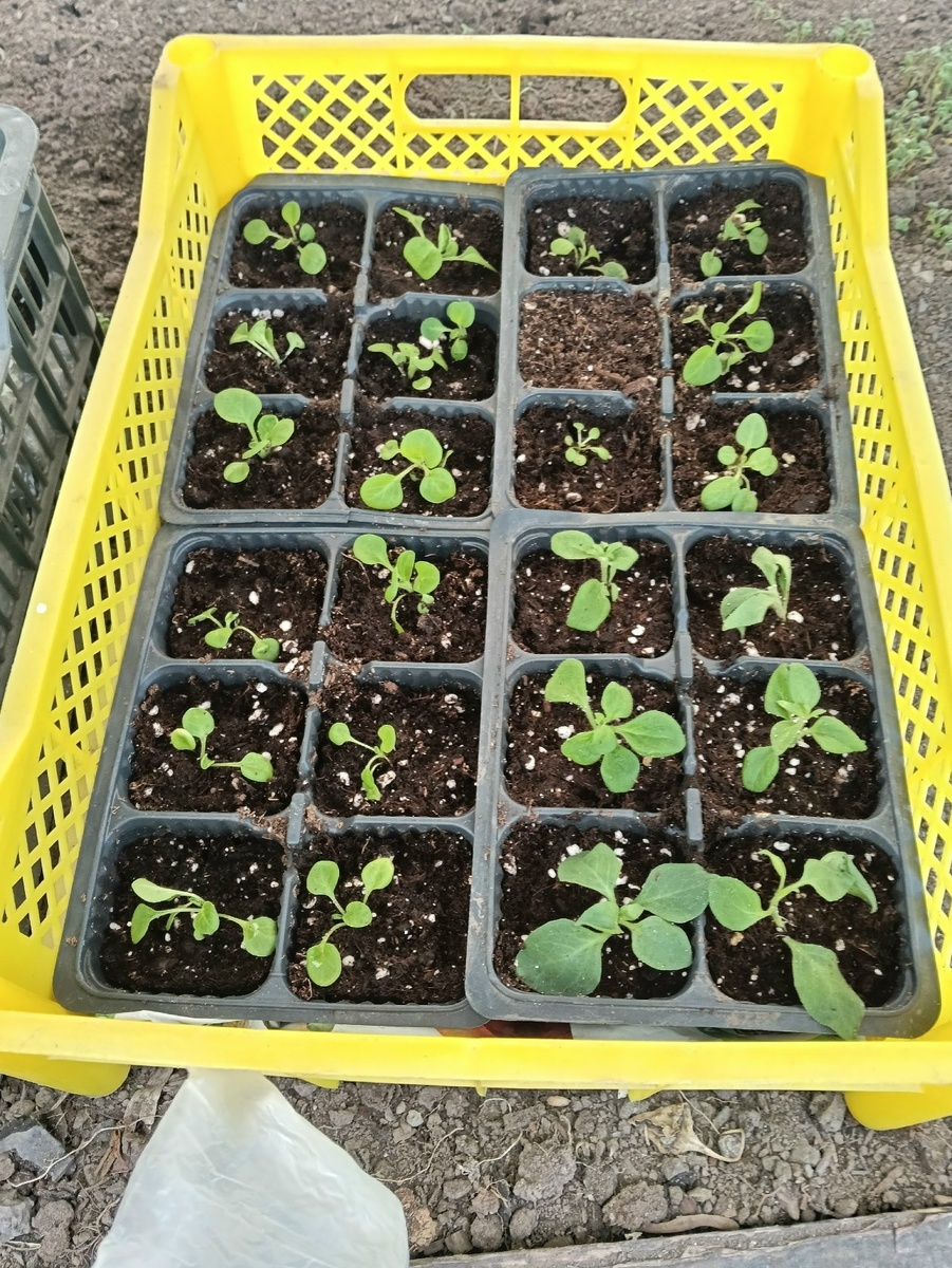 Распикированная петуния из своих семян и черенки ампельной петунии