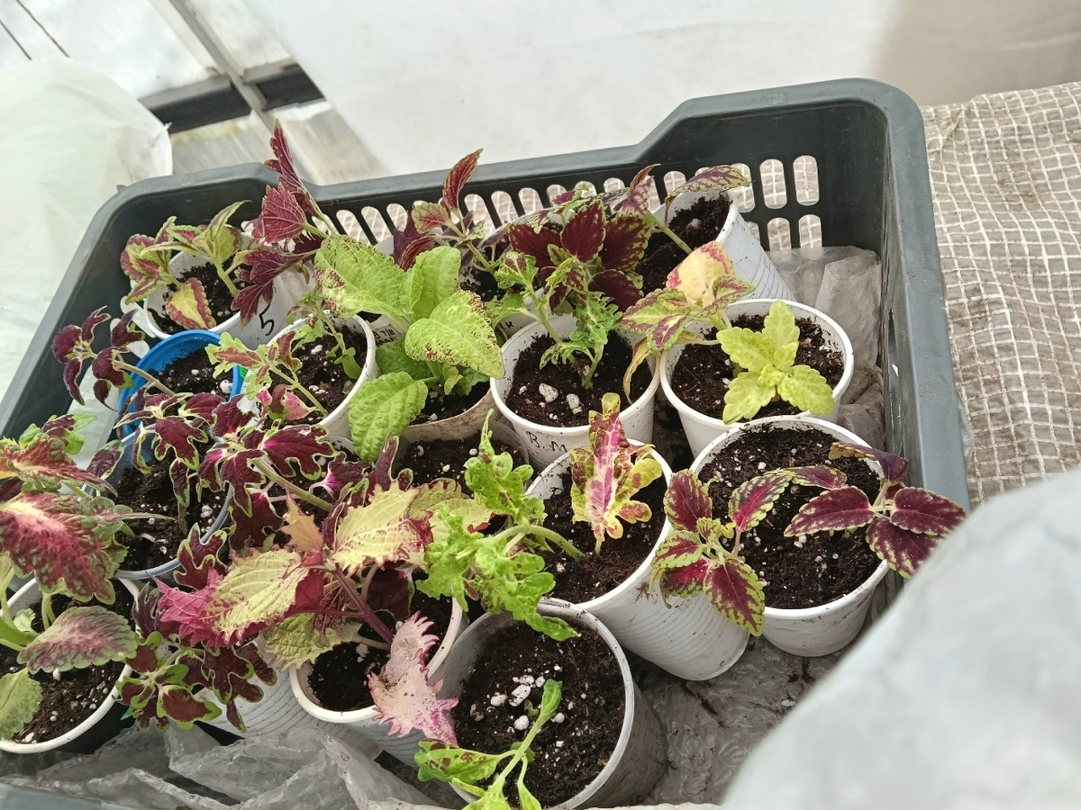 Распикированные из перлита колеусы-малыши