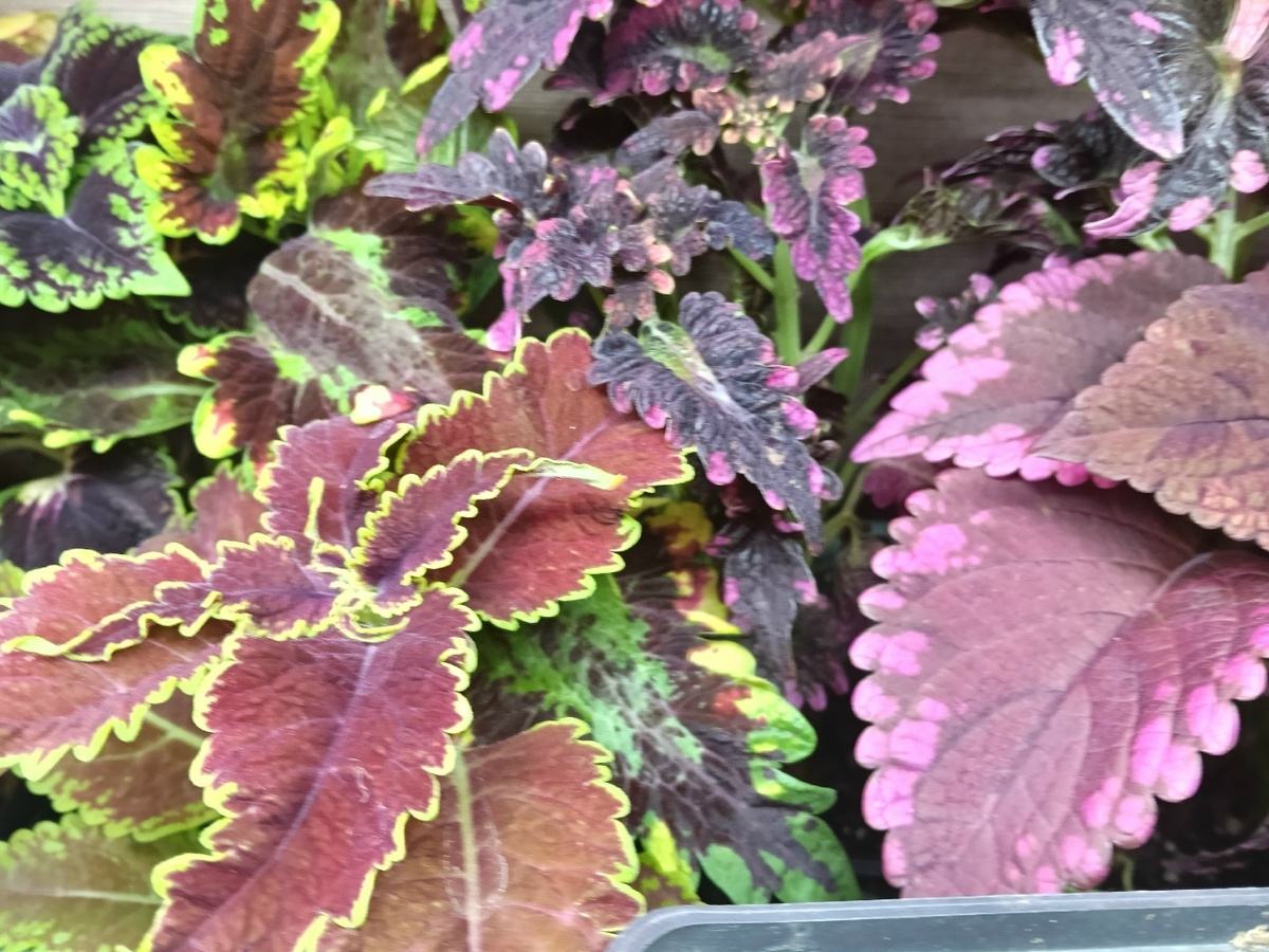 Маленький кусочек моей коллекции колеусов