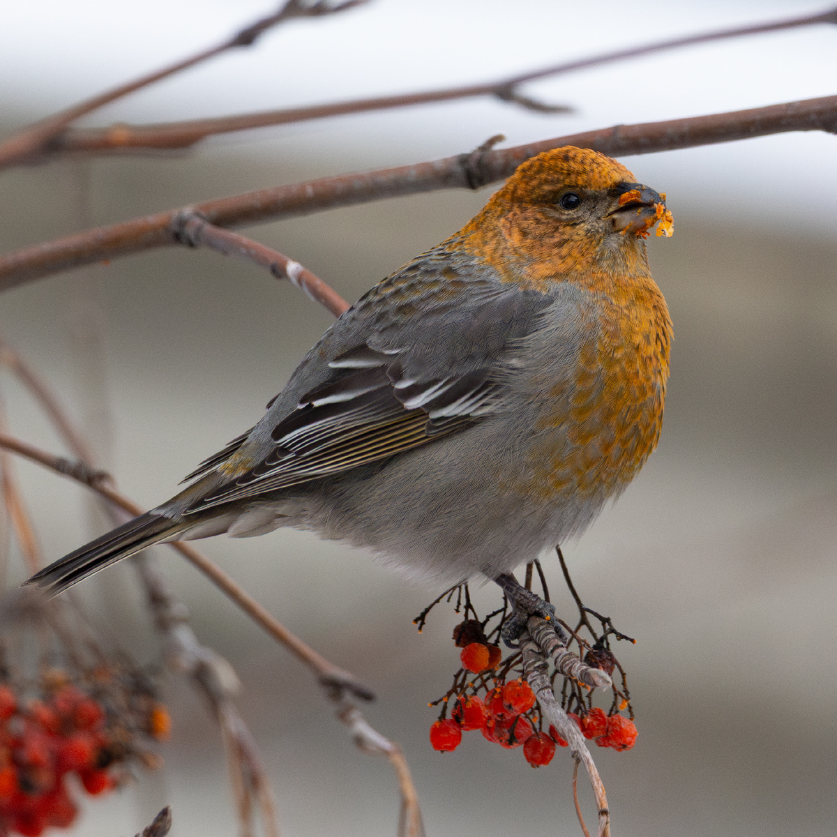 Здесь и далее - фото автора, Нижний Новгород, январь 2026