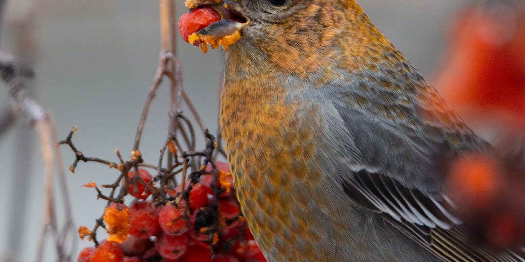 Нашествие щуров в среднюю полосу зимой 2026 года