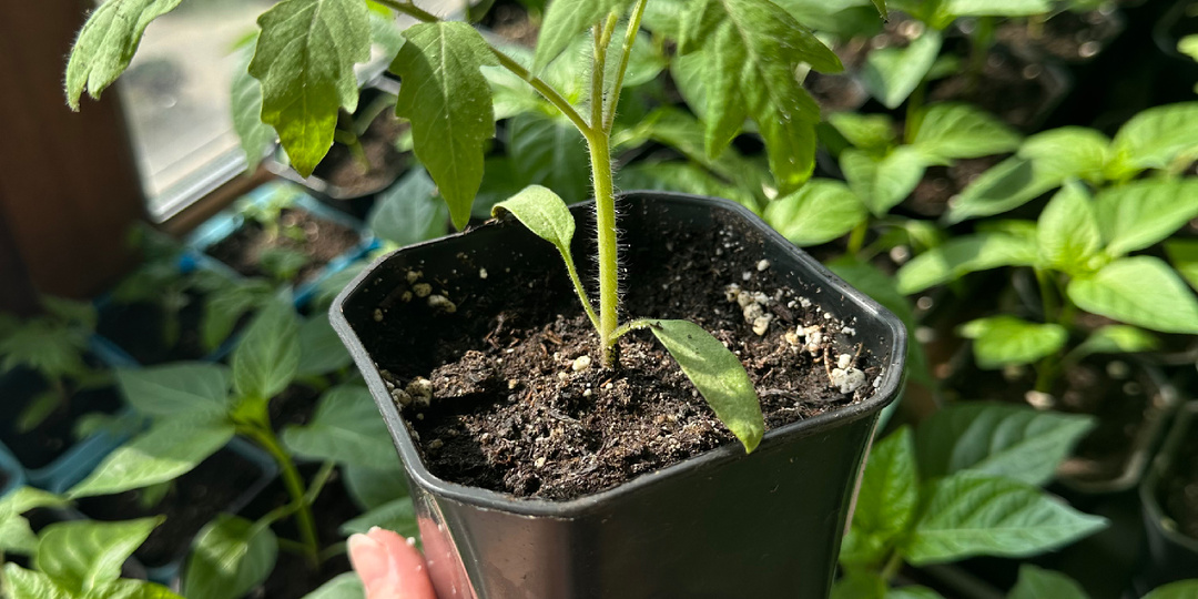 Рассаду кормить не нужно или Рассаду обязательно нужно кормить? Кто прав? Как думаете?