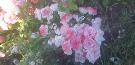 я люблю розы