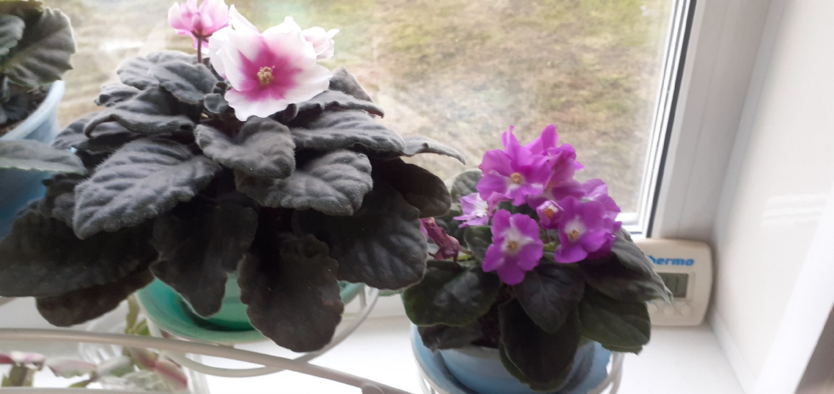 Прекрасны в своей простоте.@Фото "Ольгин сад"