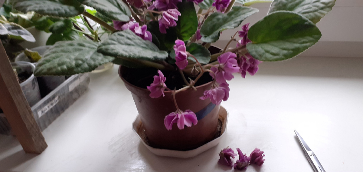 Это моя нежно-фиолетовая сенполия.