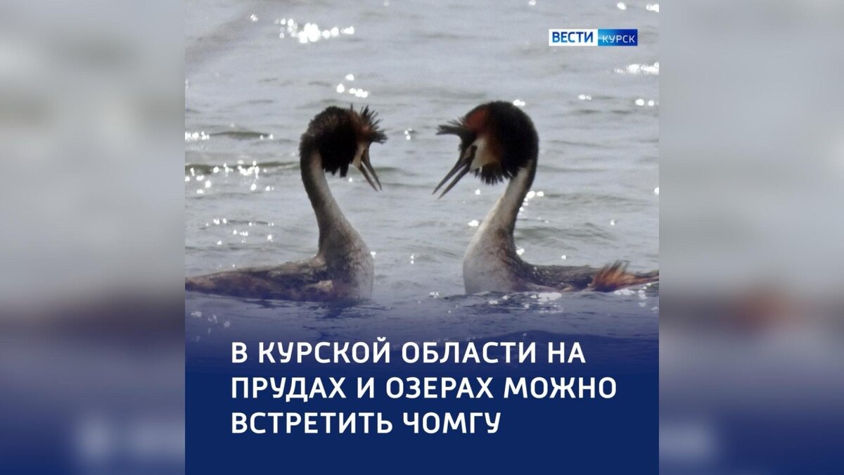    В Курской области обнаружили птицу чомгу