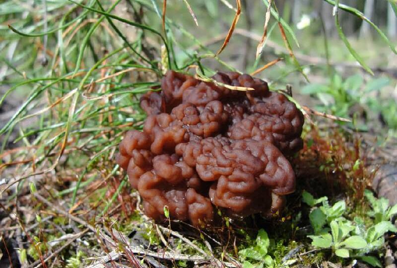 Сморщенный - строчок и строчёный - сморчок. Злая языковая шутка