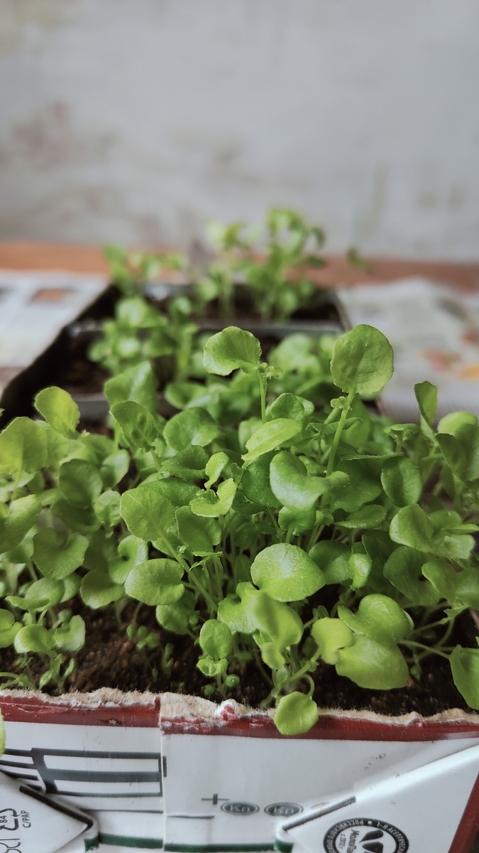 Чуть-чуть переросла, но это некритично.