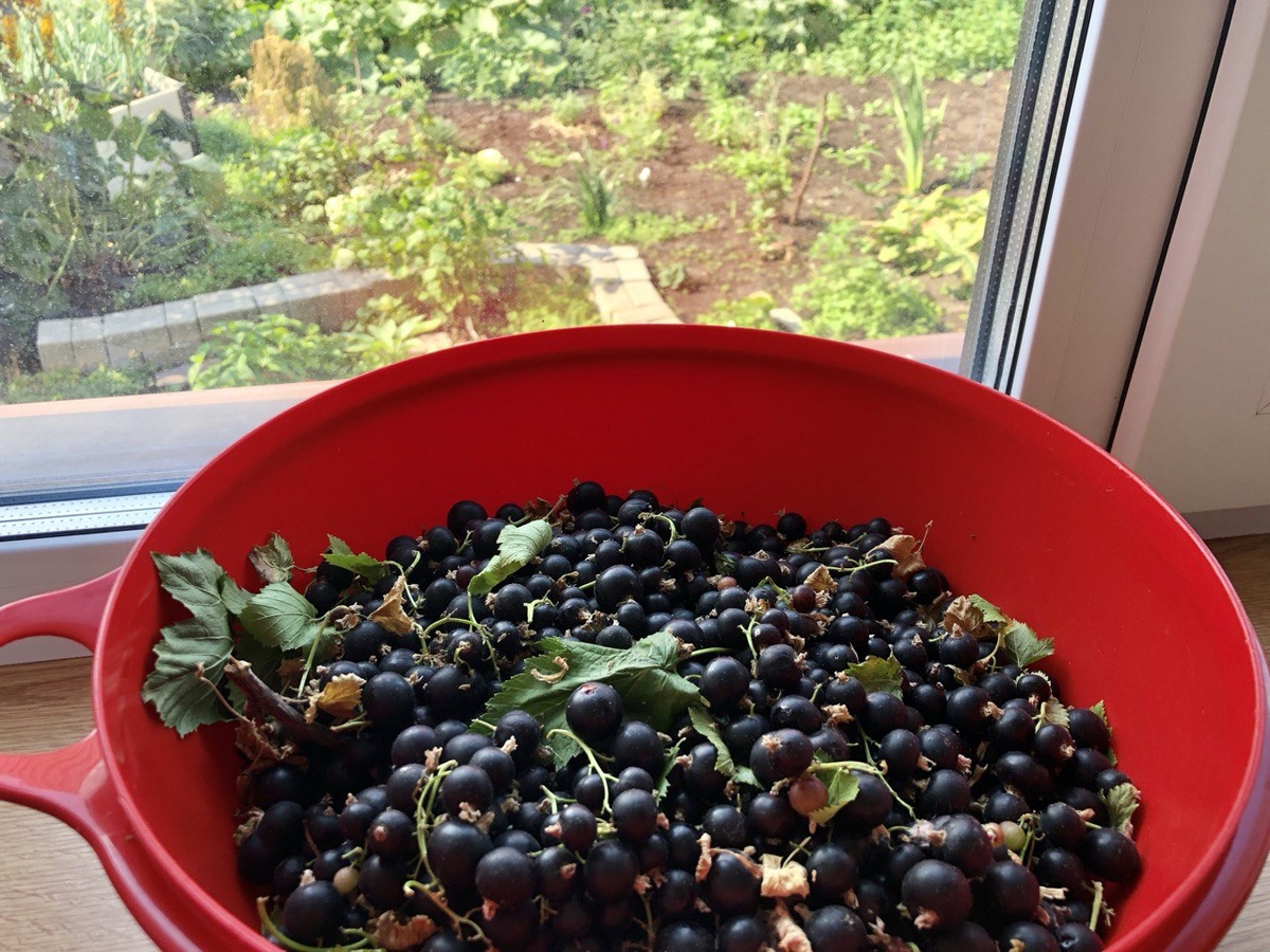 Черная смородина