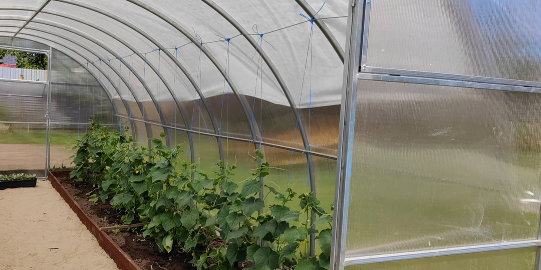 Как посеять огурцы. Сроки посева