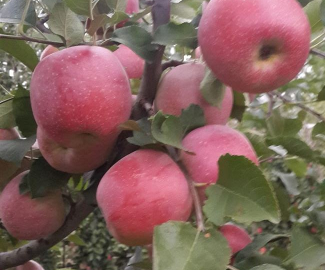 Яблоня! Сорта с розовой и красной мякотью