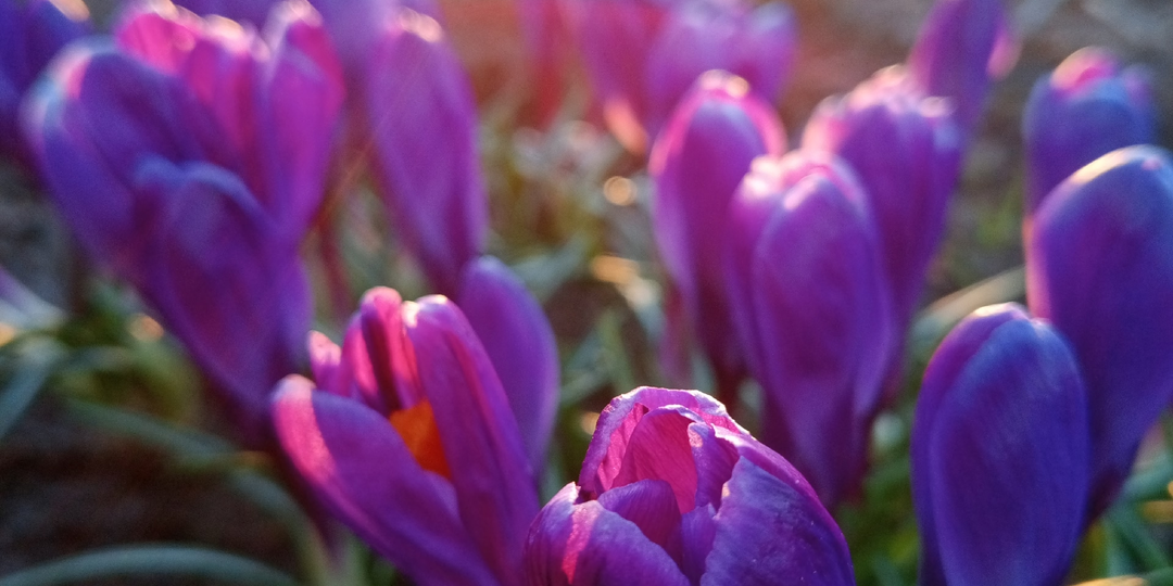 Вечерние фото из сада.