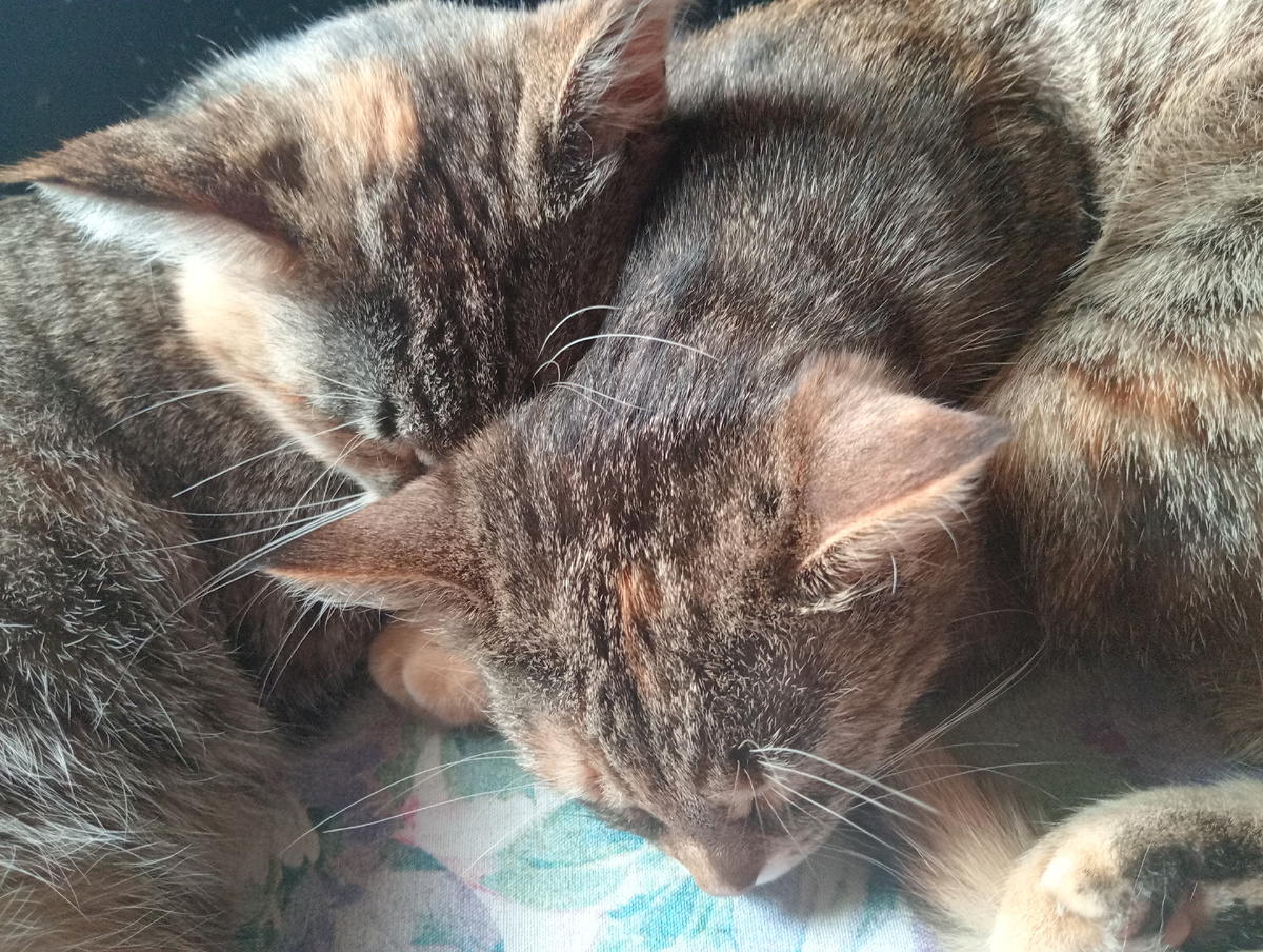 Лиза и Шпрота 