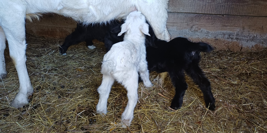 Молозиво у козы: «Жидкое золото» для козленка и ценнейший продукт для человека