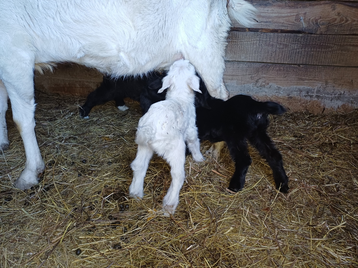 Бахар и три её козлёнка, прям боюсь сглазить — пока кормит вроде всех (тьфу-тьфу-тьфу).