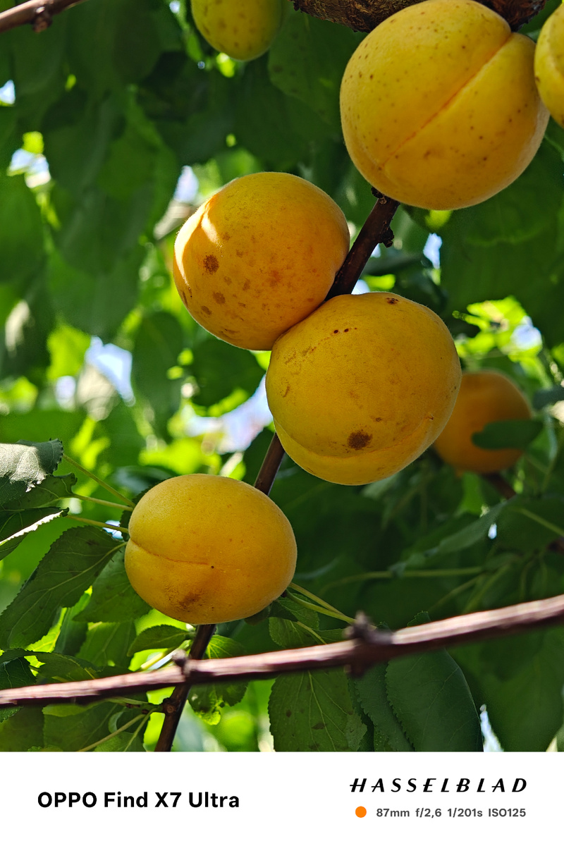 Фото автора.Свой сад.