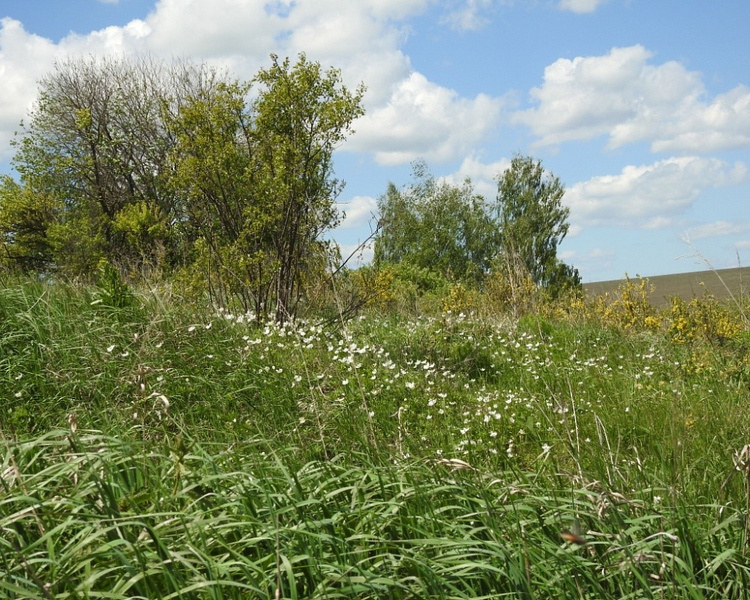     Под Курском появился памятник природы с редкими видами растений и животных