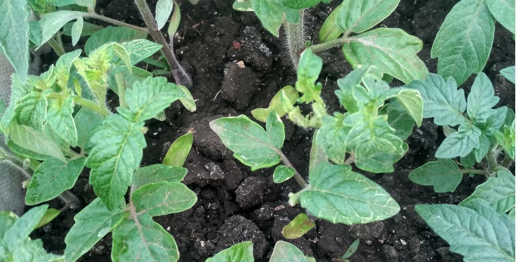 Пять неприятностей с ПОМИДОРНОЙ рассадой, которые не стоят ваших нервов