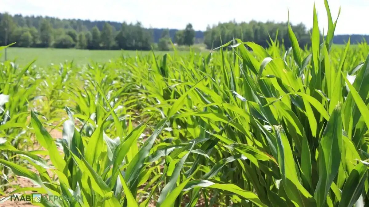 Фото:© Владимир Исаенко / Glavagronom.ru
Золотой початок зарегистрировал новый гибрид кукурузы ЗП 320 Н (фото иллюстративное)
