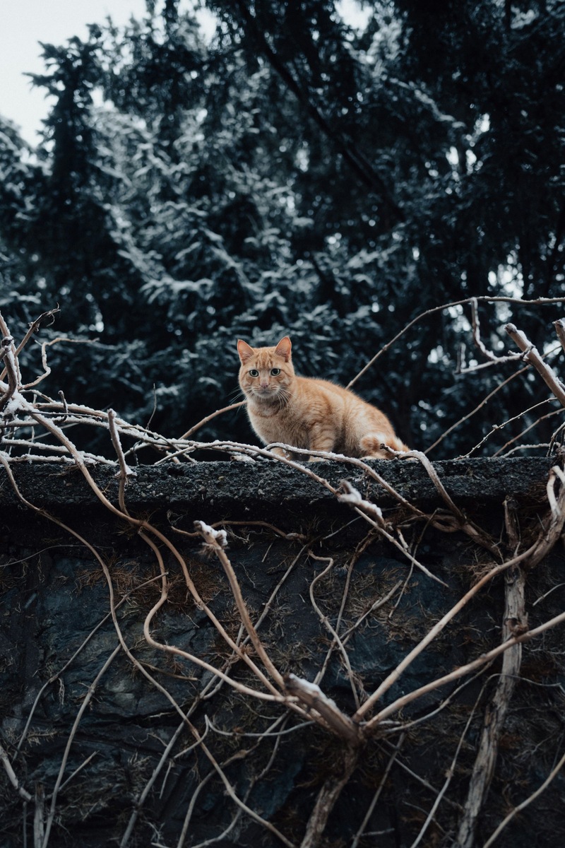    Это заболевание чаще всего встречается у уличных и самовыгульных кошек