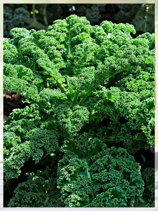 Капуста Кейл