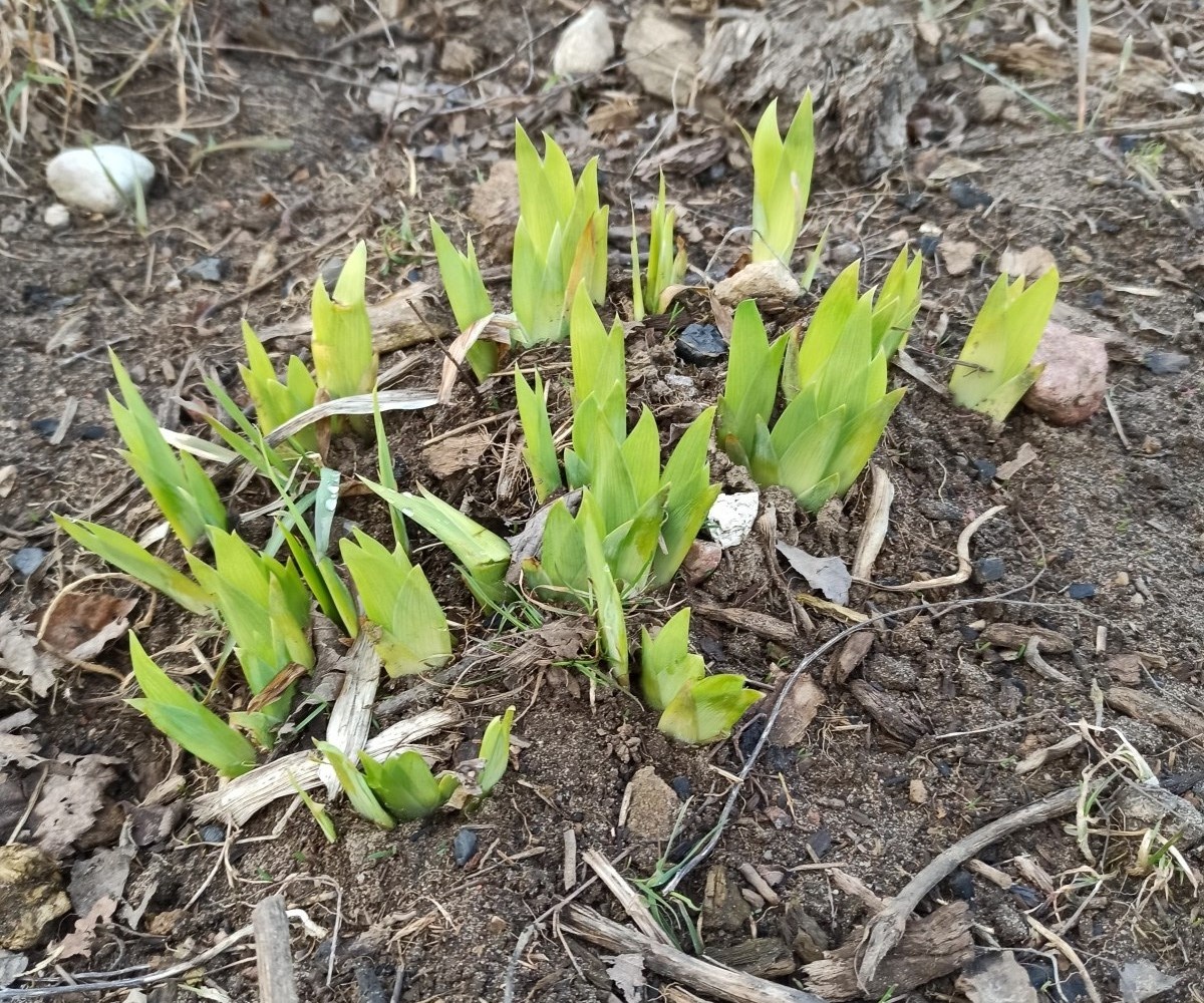 Шаг 1. Генеральная уборка на клумбе