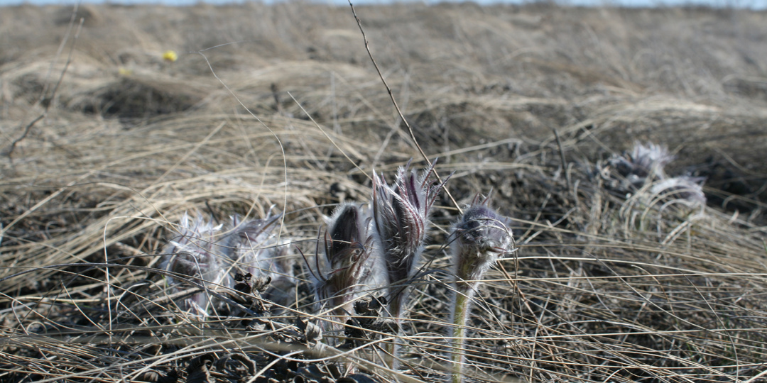 Жажда утолённая