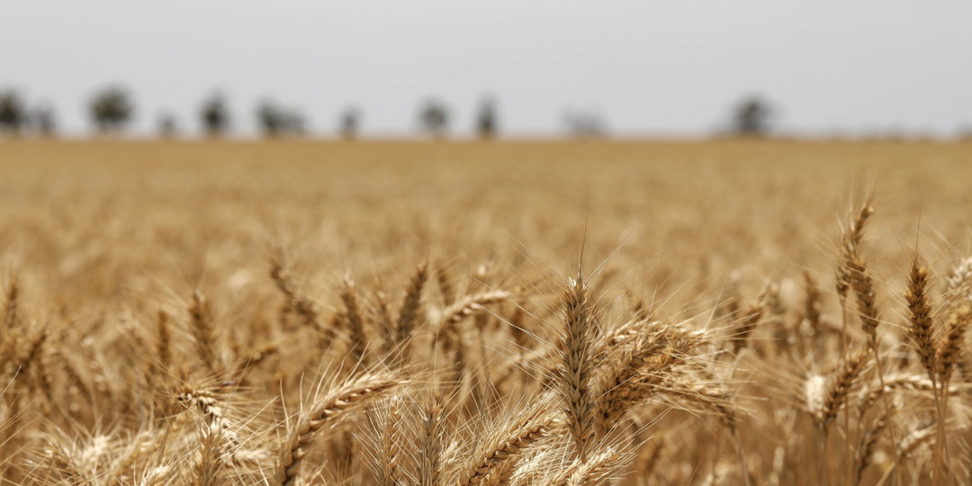 Россия с начала 2026 года увеличила экспорт зерна на 52%