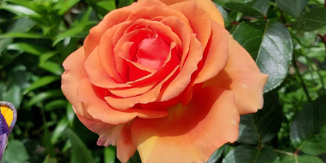 Роза Ашрам.