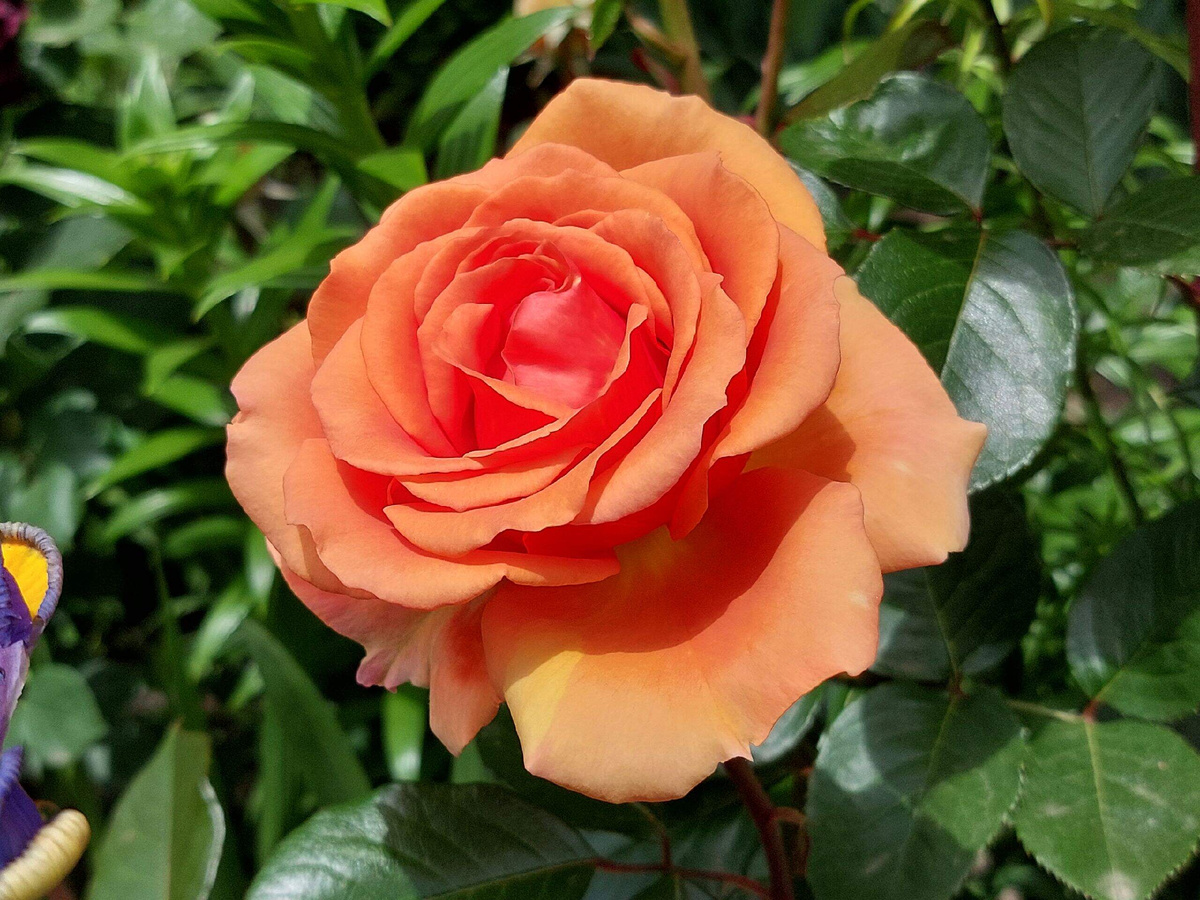 Роза Ашрам.