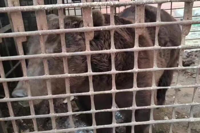 В Челябинской области просят спасти медведя Степана, погибающего в тесной клетке