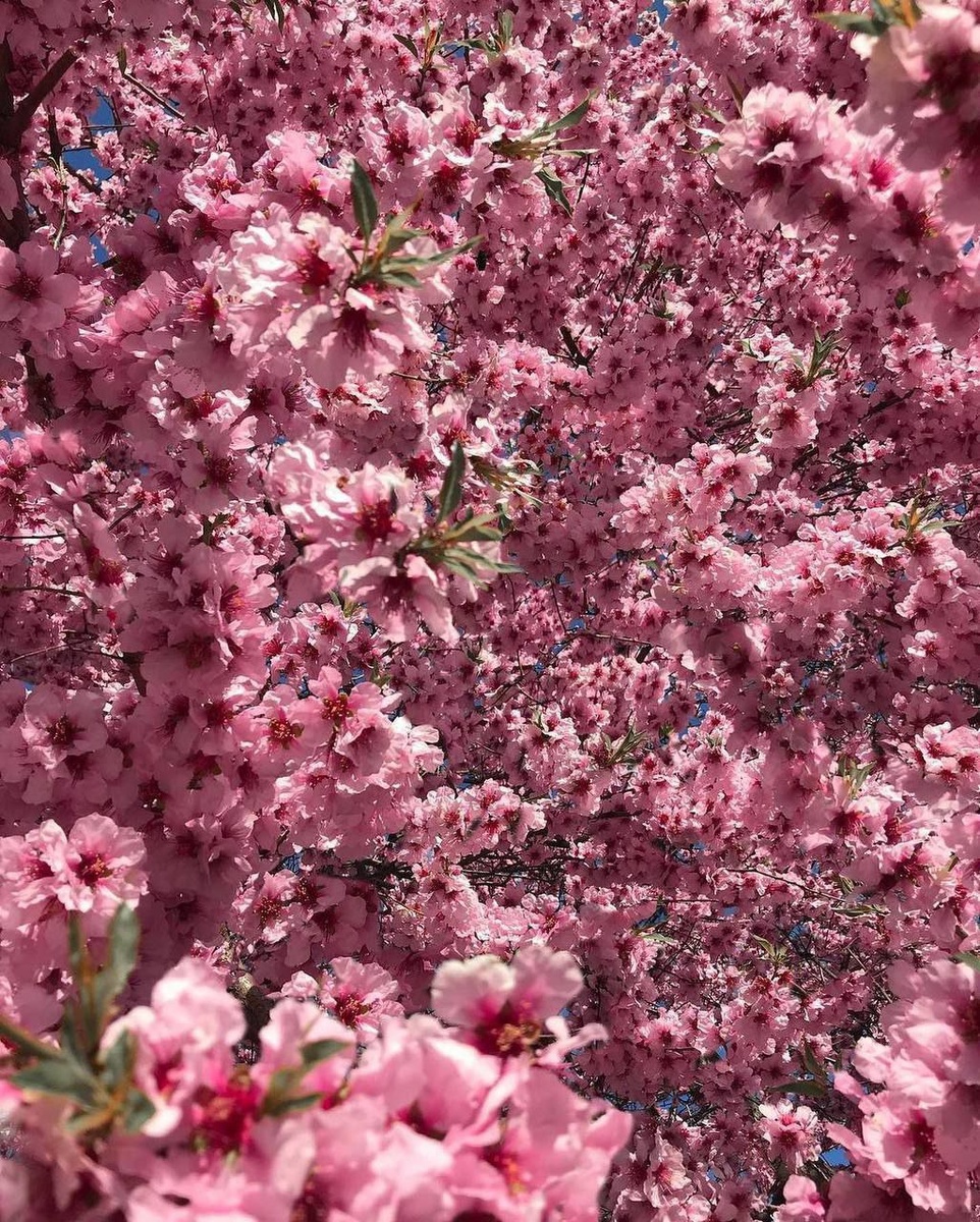 1. Март: подснежники (начало месяца), сон-трава (конец месяца).
2. Апрель: магнолия Суланджа, сакура, тюльпаны, плодовые деревья персика, вишни и др.
3. Май: глициния, пионы, адонисы, бобовник, акация, сирень, маки.
4. Июнь: маки, дельфиниум, ромашки, лаванда (с 20 июня до первых чисел июля), рапс, шалфей, магнолия крупнолистная, розы.
5. Июль: подсолнухи, розы.
6. Октябрь: хризантемы.
⠀⠀
Конечно же, цветут и другие растения, но в этом списке самое массовое и красивое цветение.😊

👌Также следует помнить, что каждый год возможны изменения в графике цветений в связи с погодными особенностями.