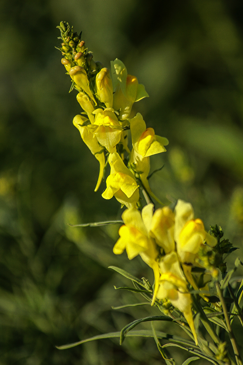 Льнянка обыкновенная. Автор Андрей Батуркин.