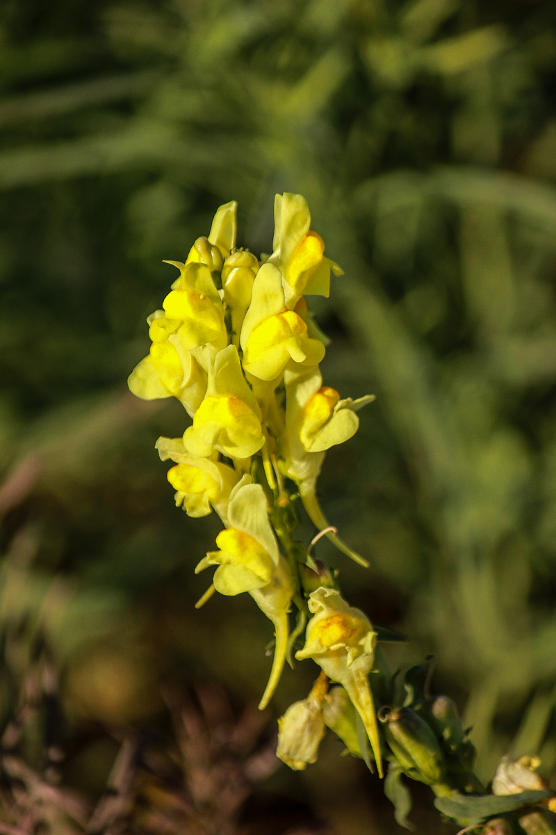 Льнянка обыкновенная. Автор Андрей Батуркин.
