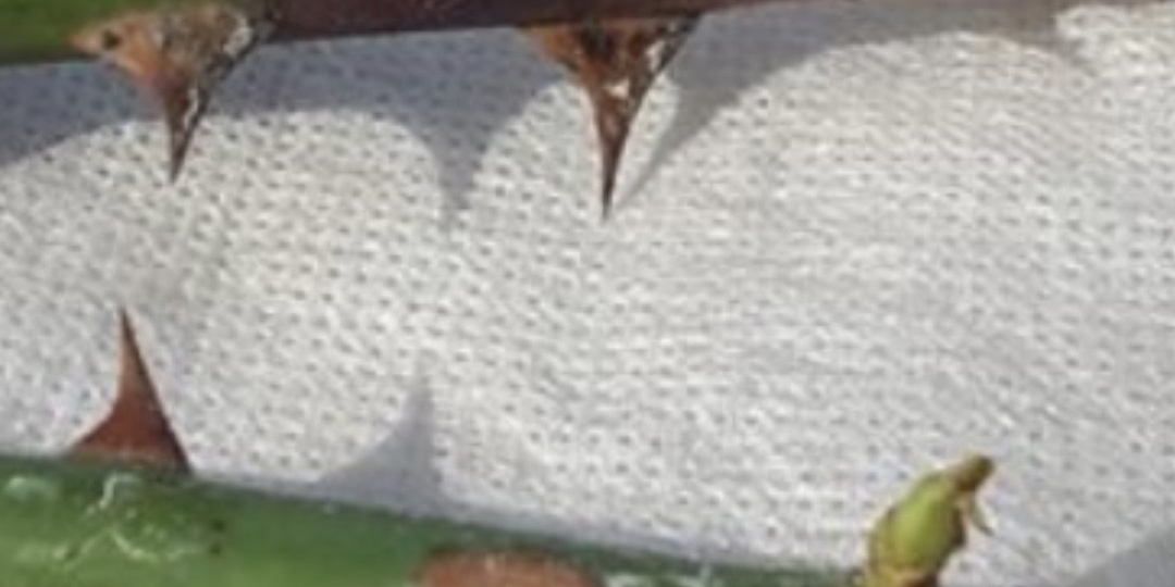 Солнечный, инфекционный ожоги, побурение побегов: как отличить, почему возникают и чем опасны