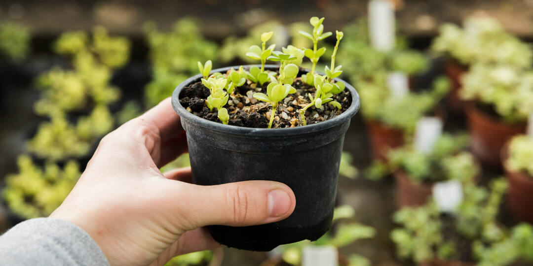 Рискуете потерять весь урожай: 15 ошибок огородников — что губит вашу рассаду ещё до высадки в грунт