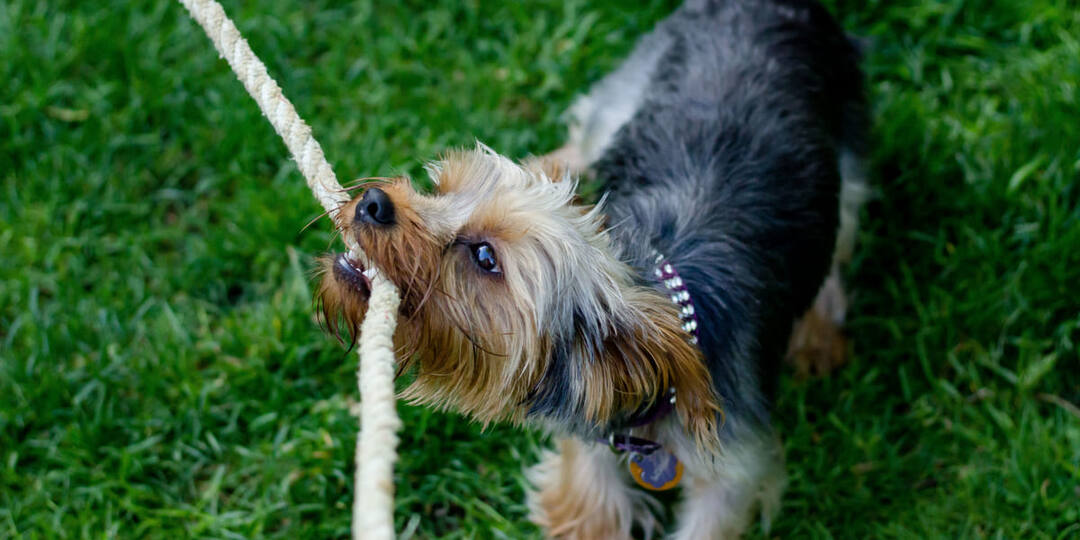 Потянули — замерли — потянули снова: можно ли давать собаке выигрывать в перетягивании каната