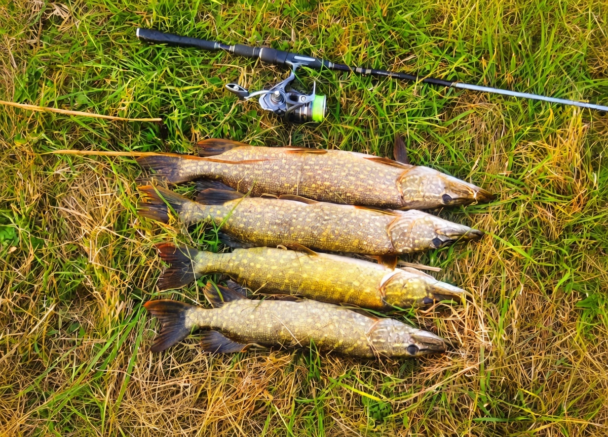 Уловы в коряжнике впечатляют