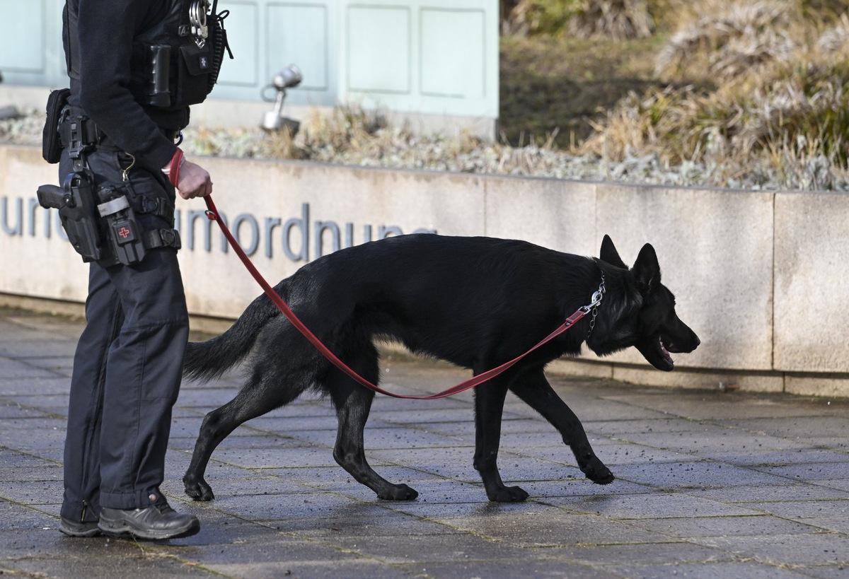    Поводок подходит для воспитания и дрессировки собаки