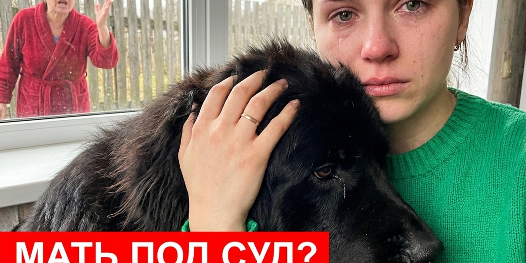 Свекровь продала мою собаку, пока я была в командировке. Я подала на неё в суд